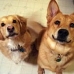 Linus and Sascha