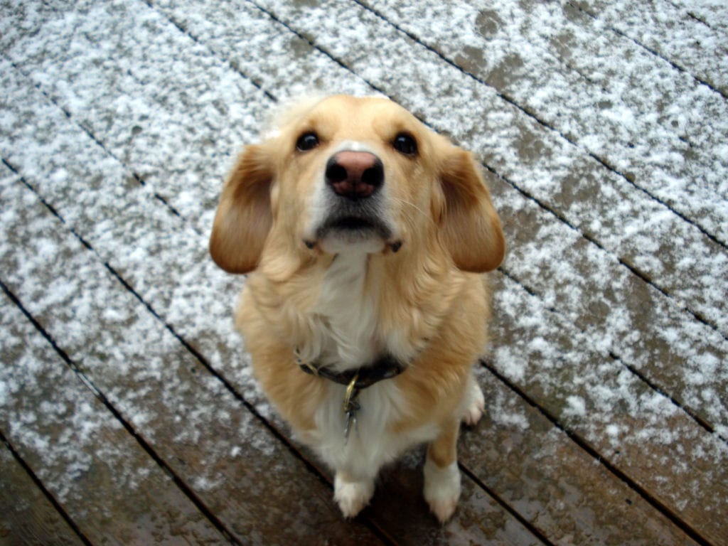 linus snow photo 1024x768