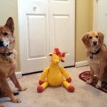 [sascha and linus with giraffe photo]