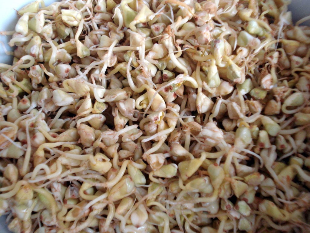 sprouted buckwheat photo 1024x768