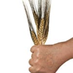 [no wheat image]