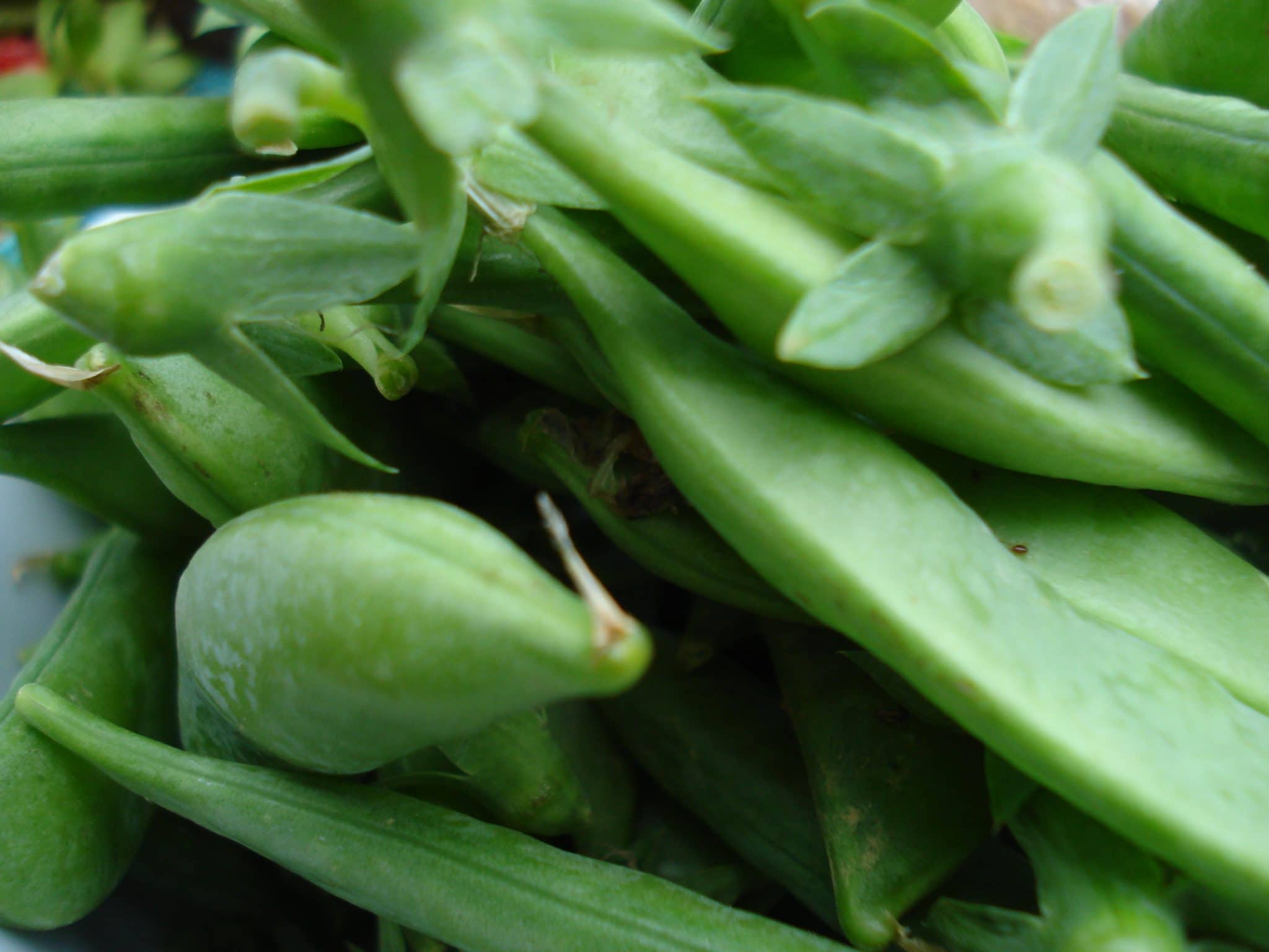 Close up of sugar snap peas