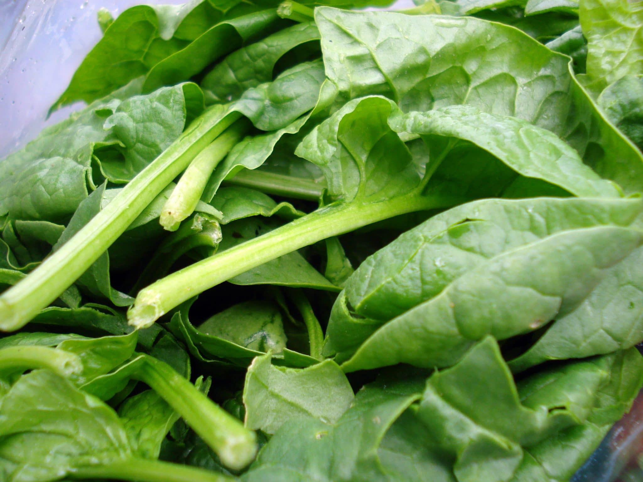 Close up of fresh spinach