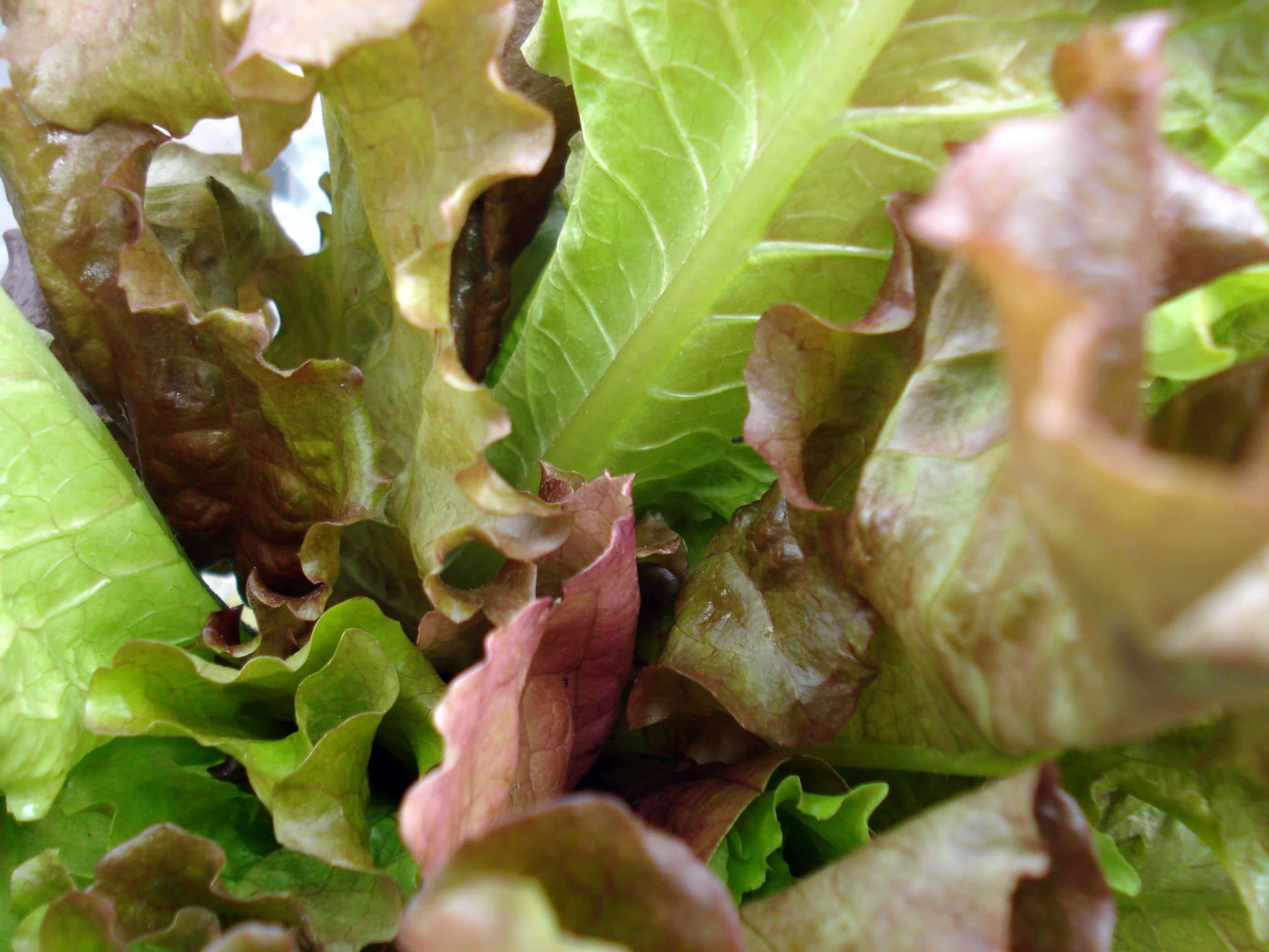 Close up of Romaine lettuce