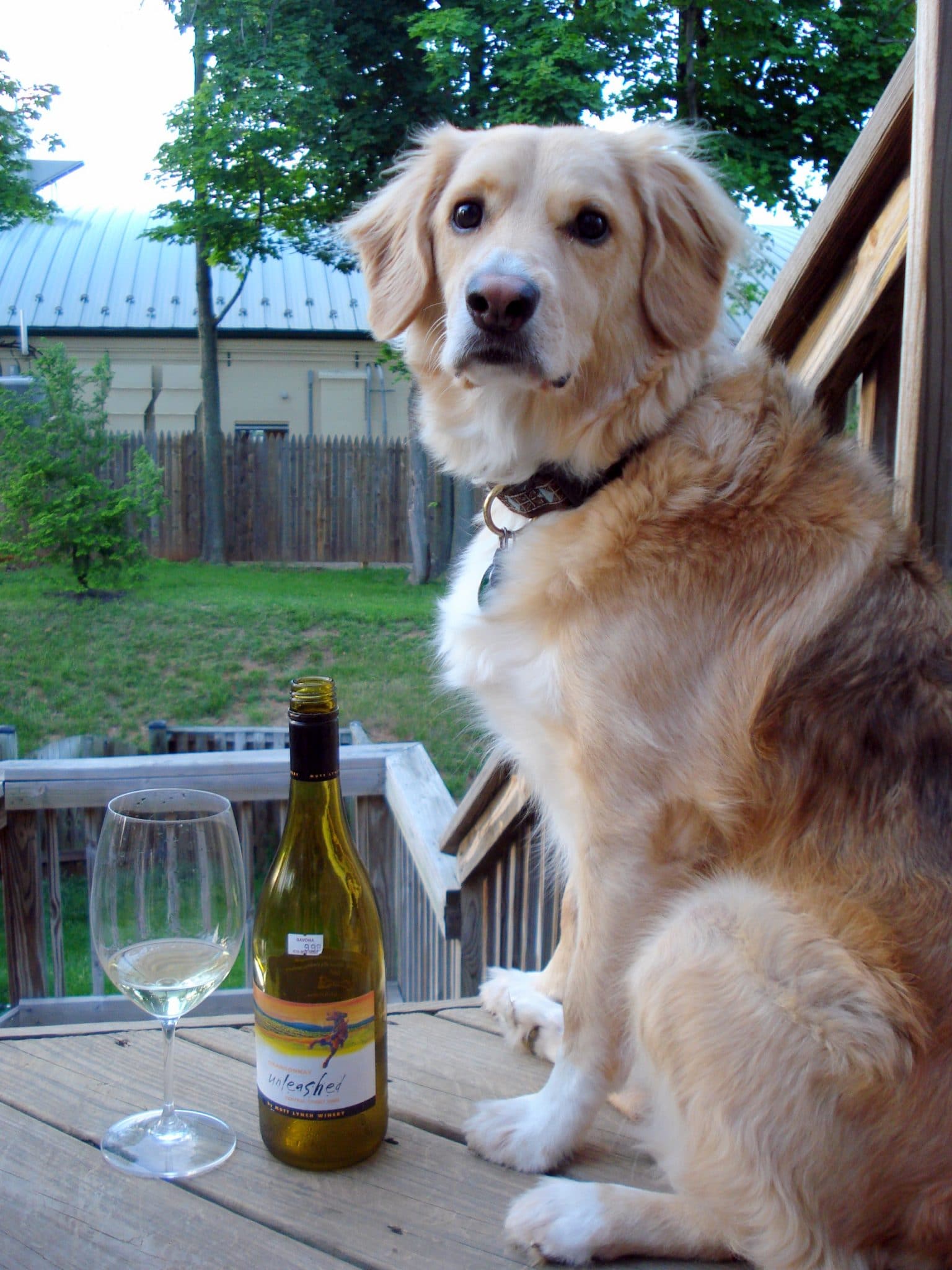 Dog pictured with wine and glass