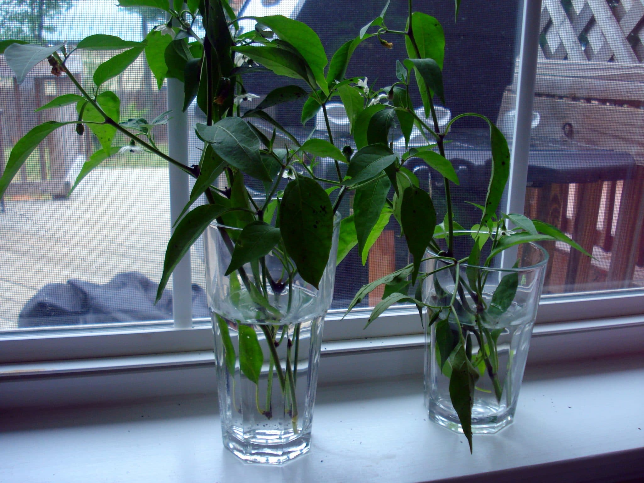 2 small cilantro plants growing in water glasses on window sill