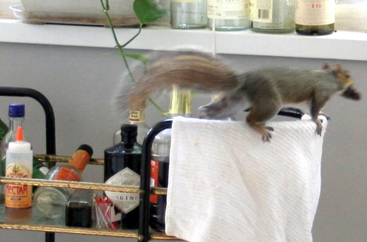 Squirrel running away with chocolate