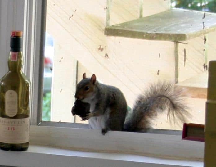 Squirrel eating piece of chocolate