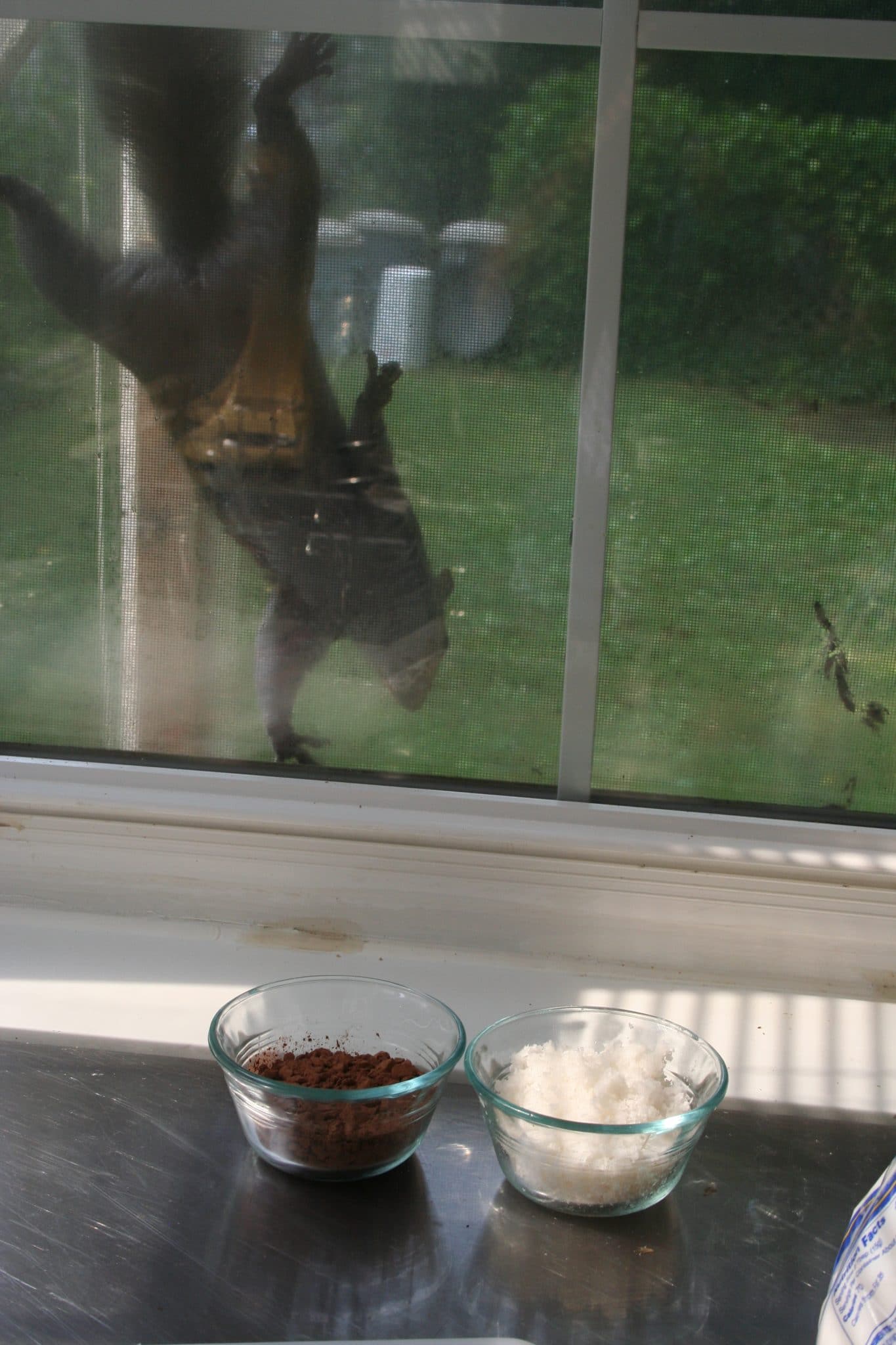 Squirrel hanging onto window screen