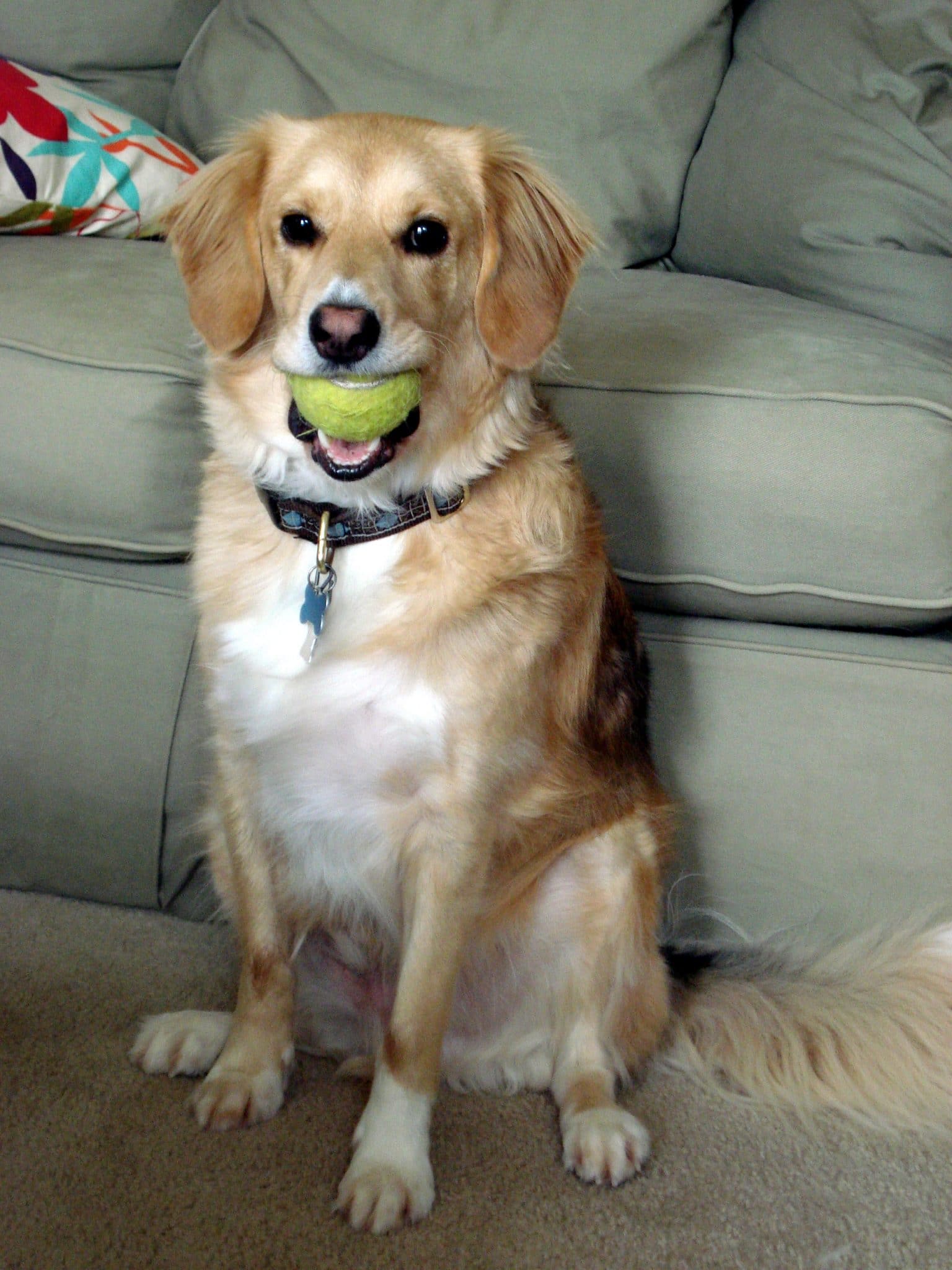 Golden retriever with tennis ball in mouth