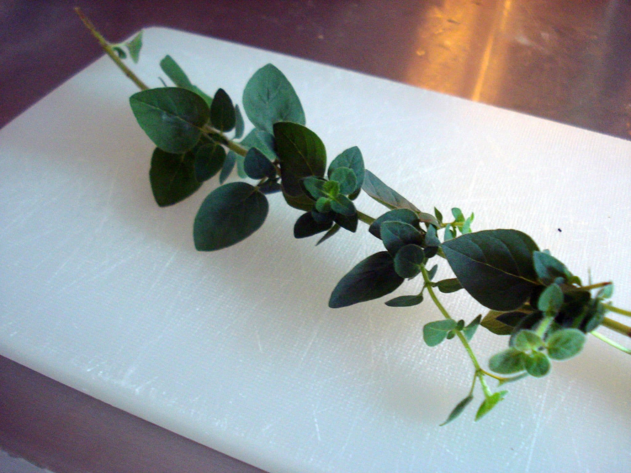 Cilantro on a table