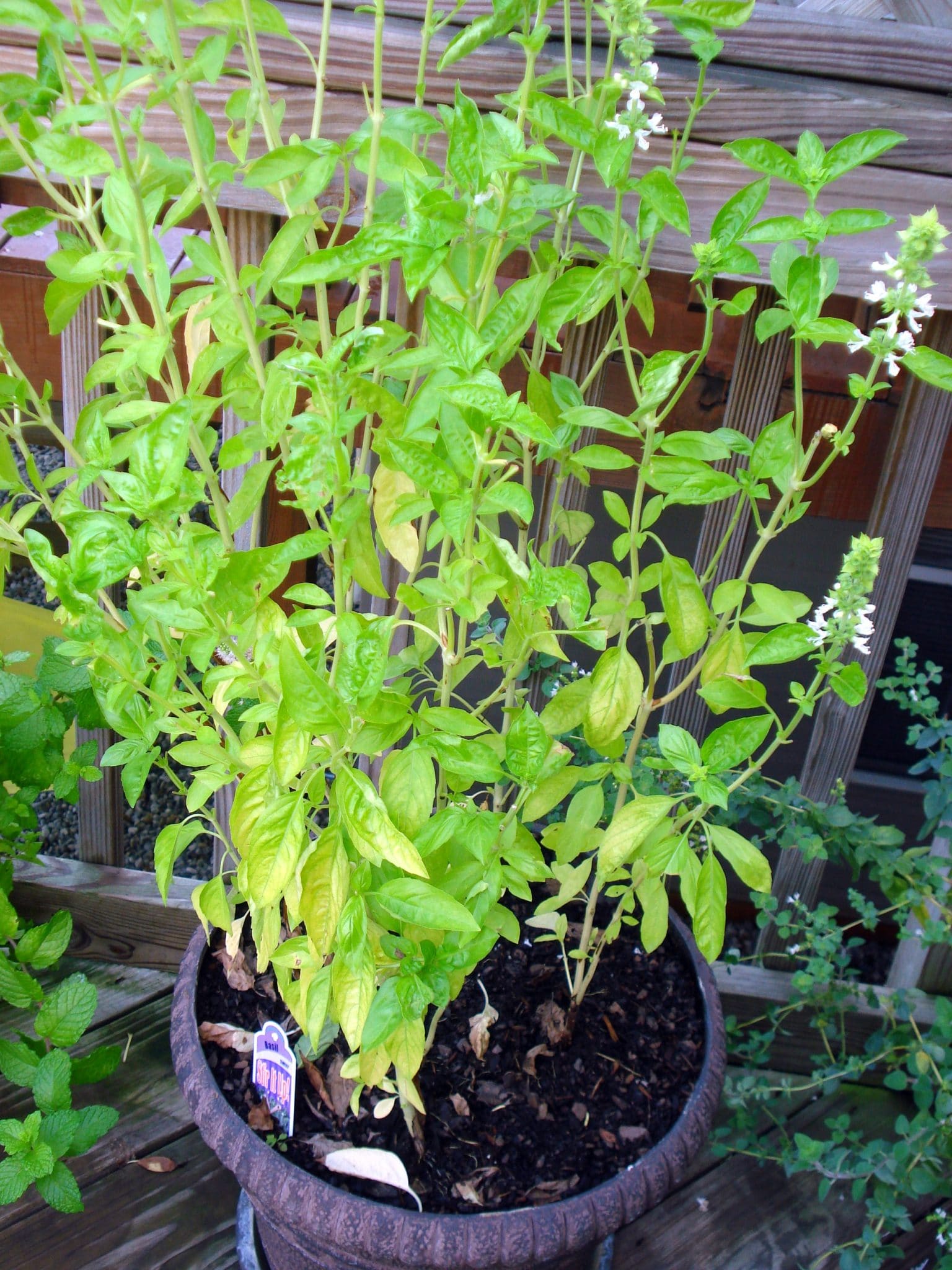Sparse basil potted plant
