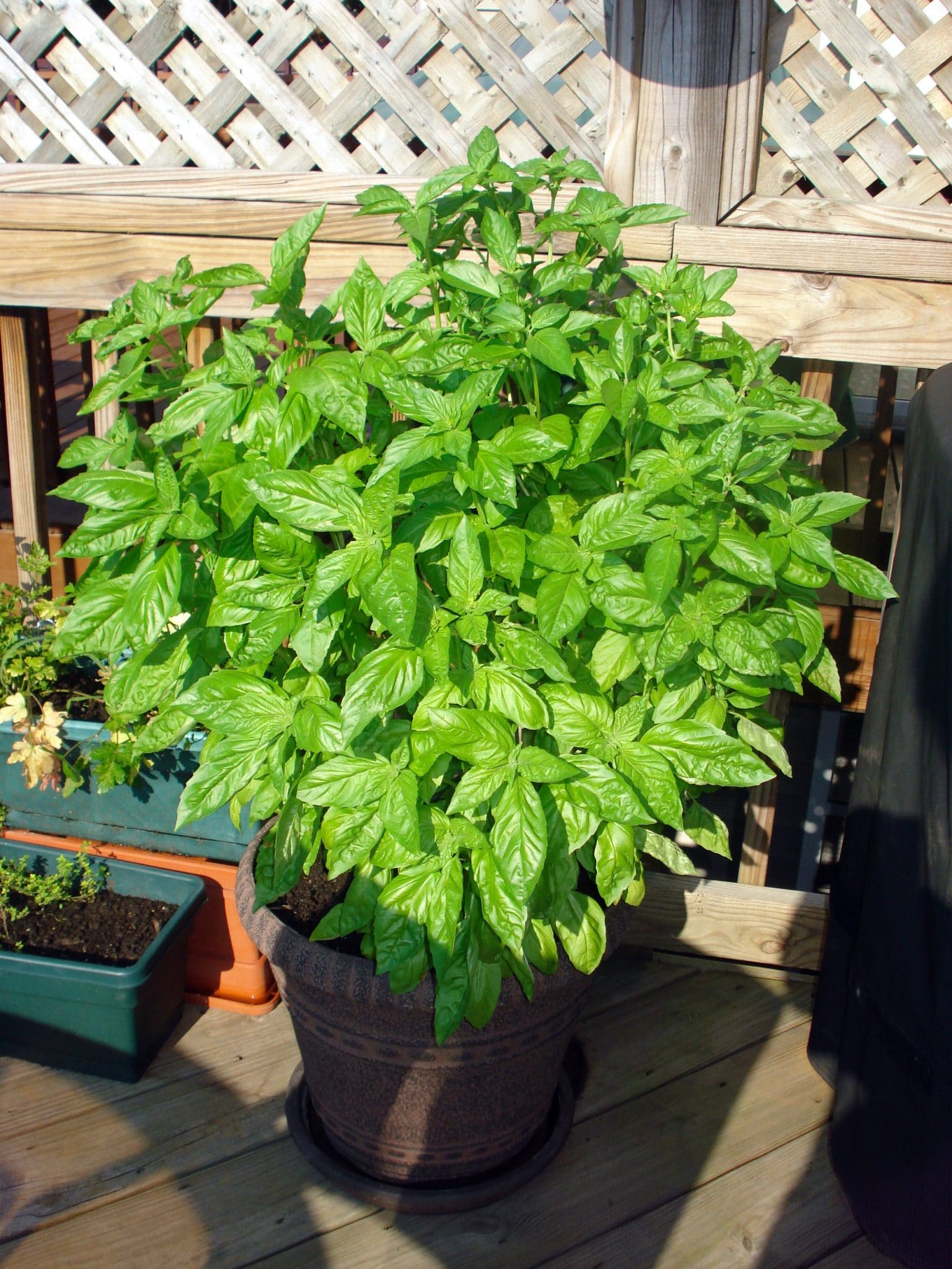 Potted plant of basil that has grown very tall