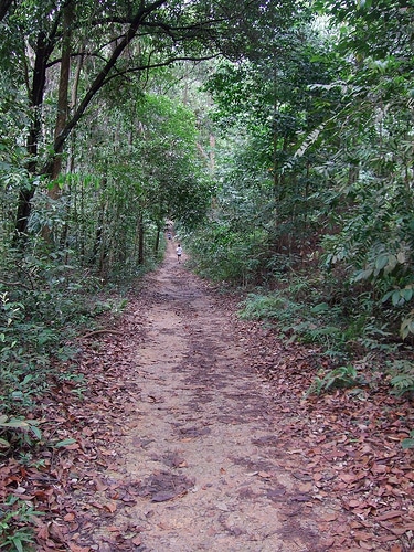 Wooded trail path