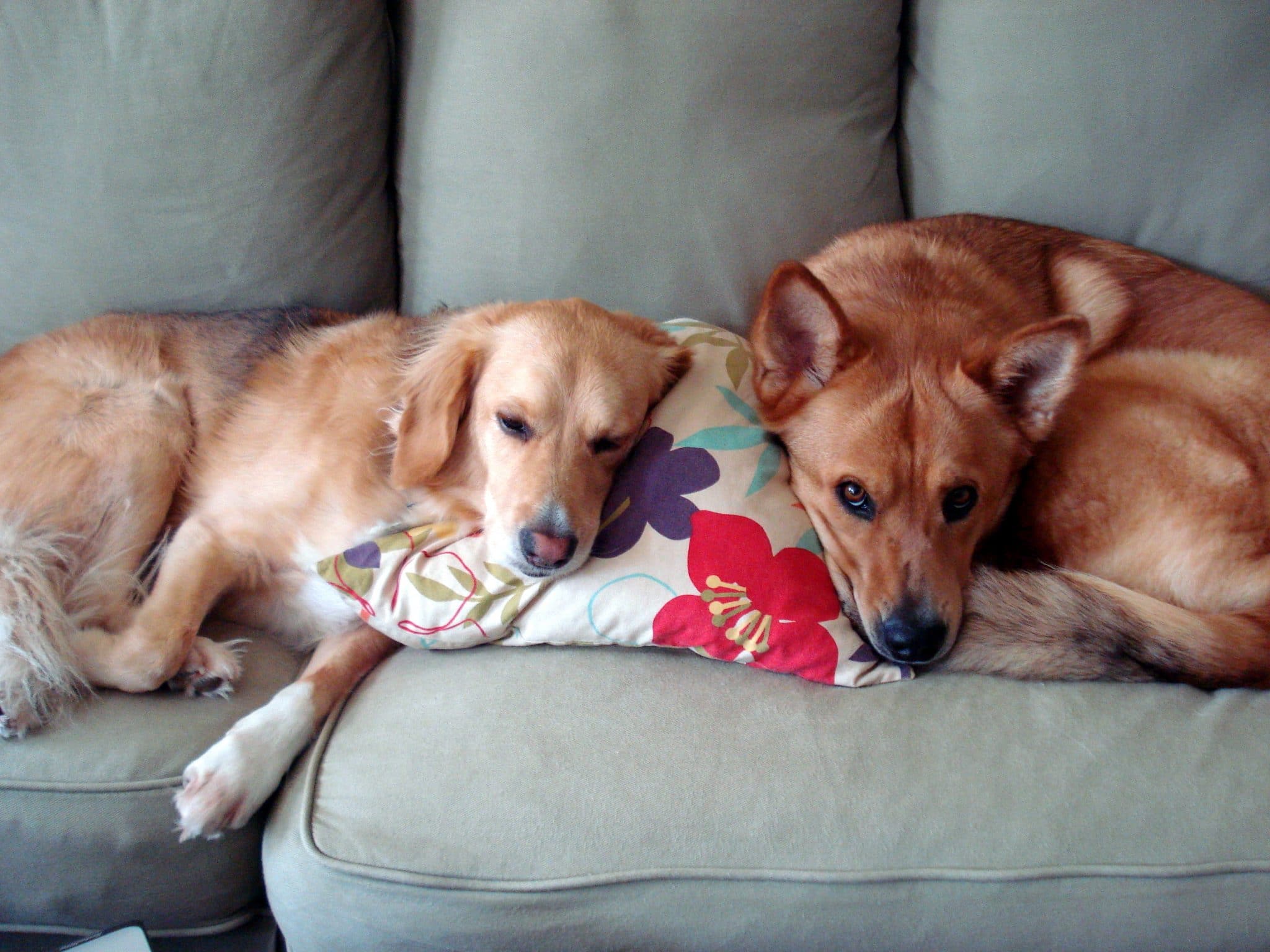 Dogs sharing a pillow on the couch
