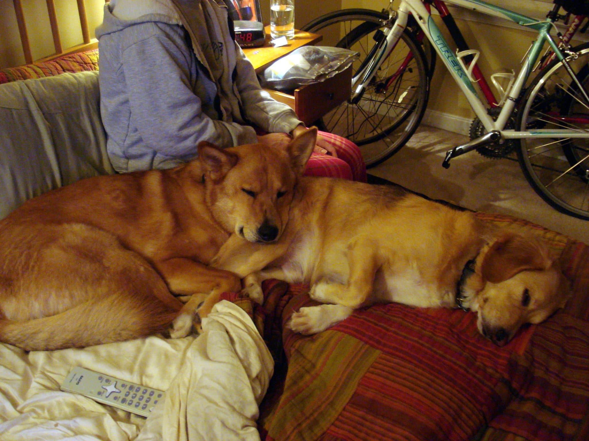Dogs cuddling, asleep on couch