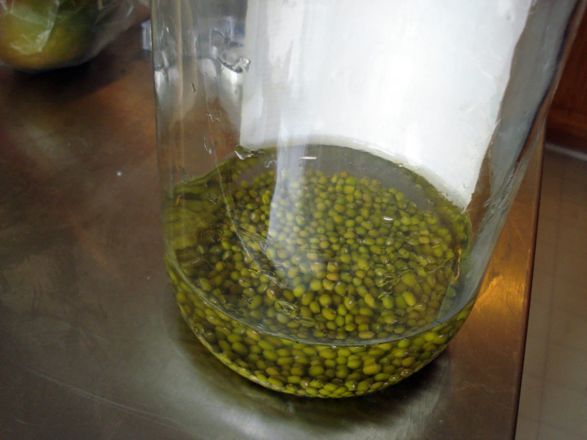 Dry Mung Beans sitting in water, in glass container