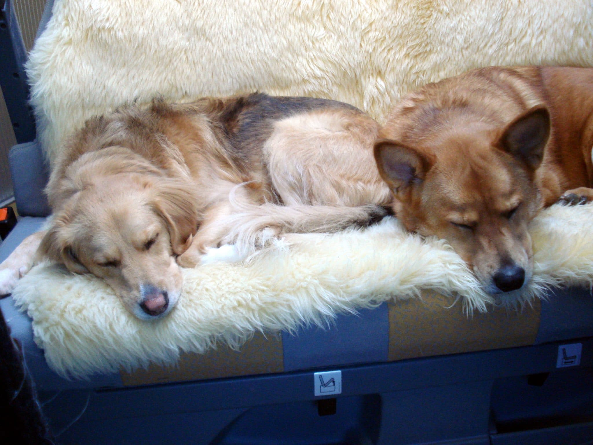 Dogs sleeping in RV