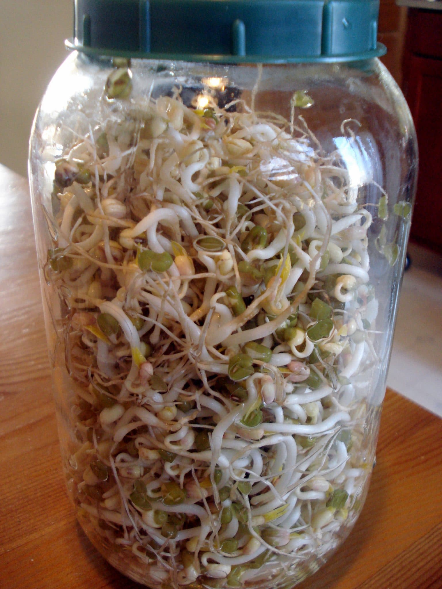 Sprouted Mung beans