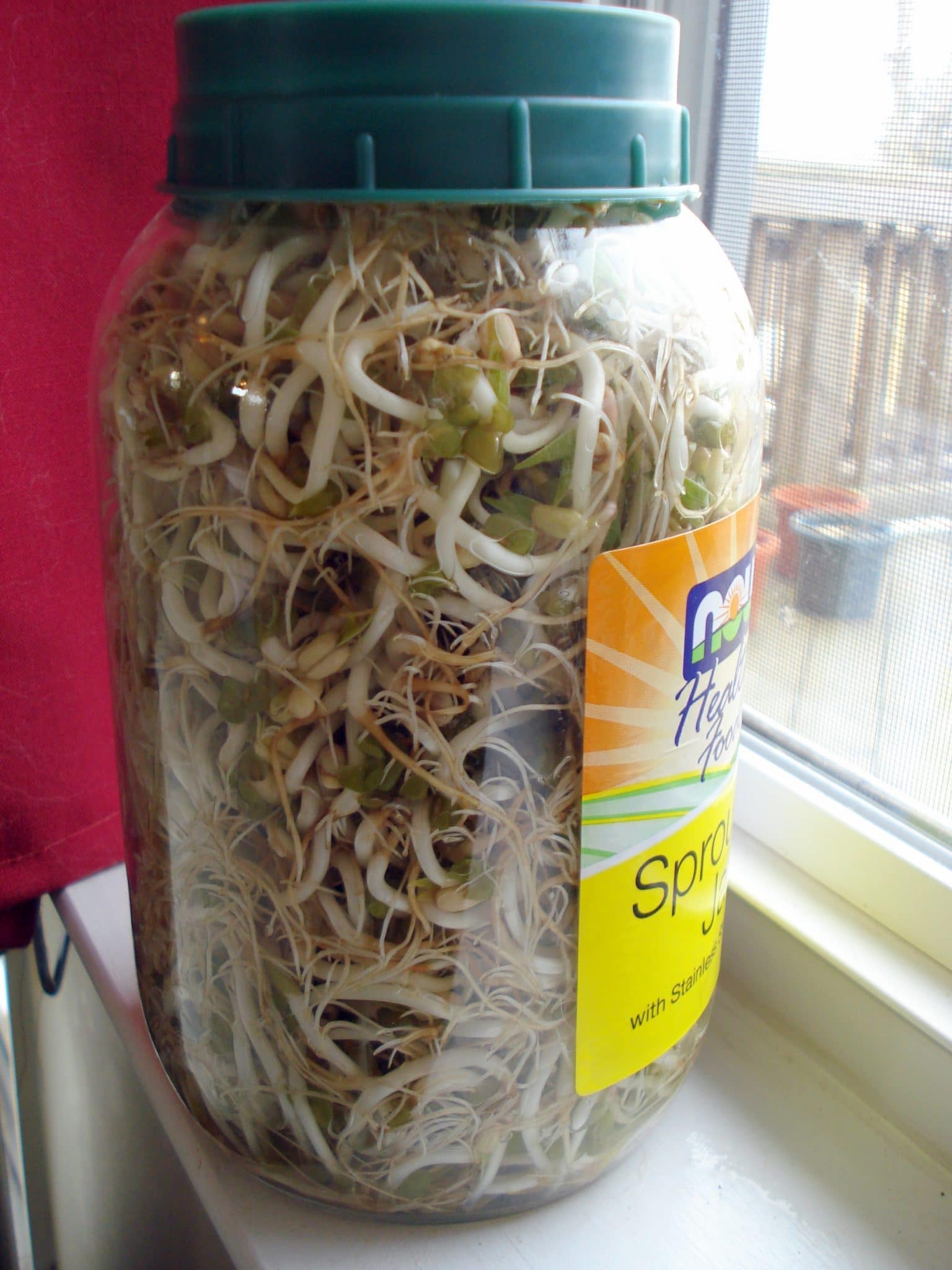Sprouted Mung Beans continue to grow and sprout