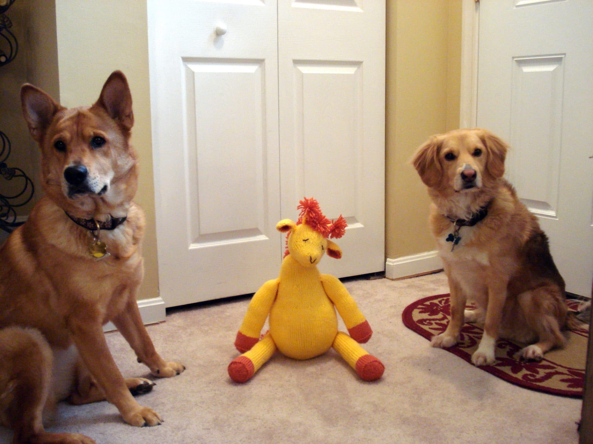 Dogs and stuffed animal giraffe