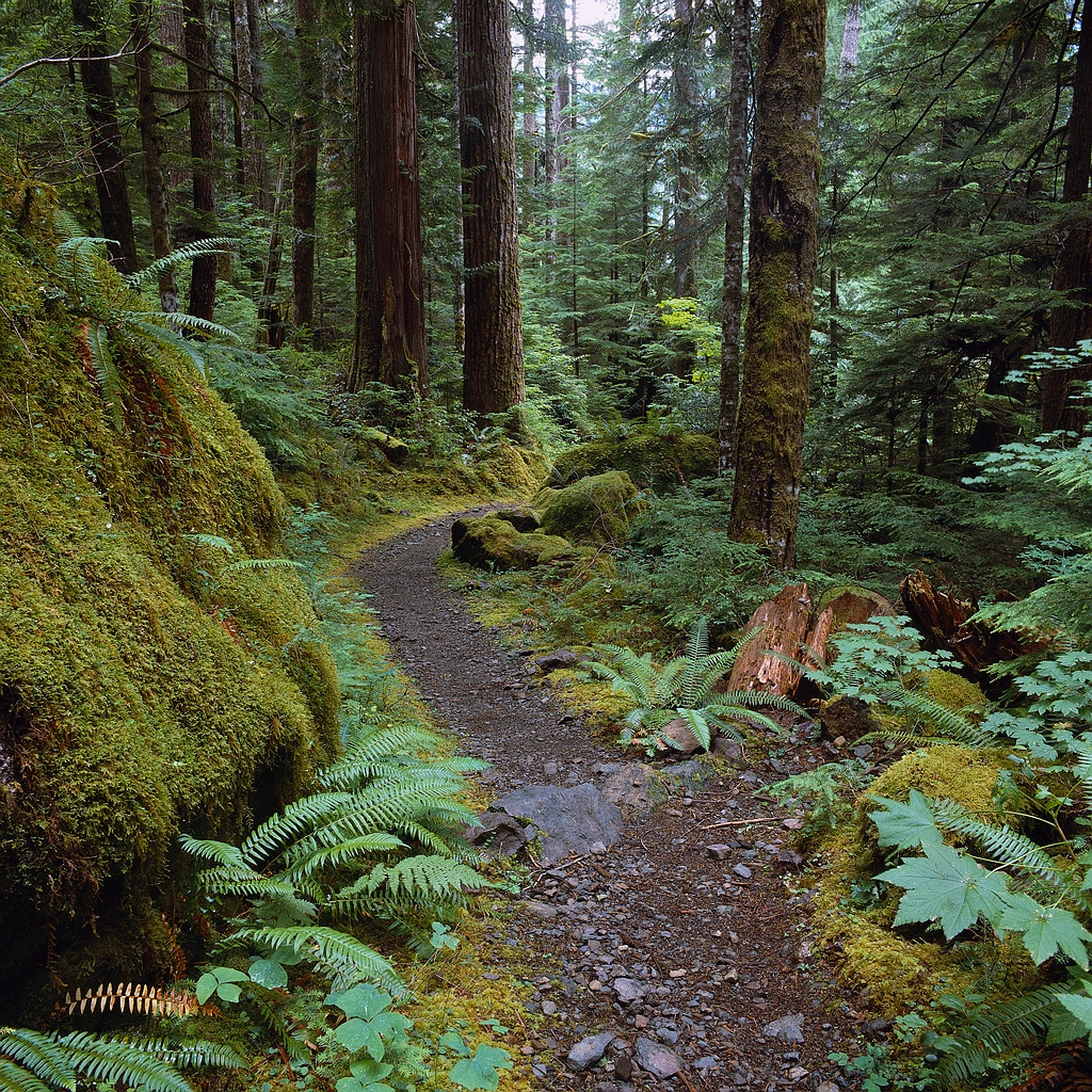 Trail in Temperate Rainforest Olympic National Forest, Washington, USA