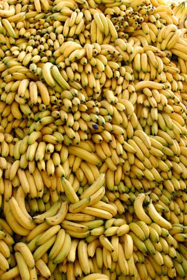 Bushels of Fresh Yellow Bananas