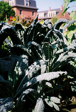 Kale growing outside in the sunshine