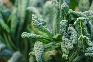 Close up of Kale growing in a field